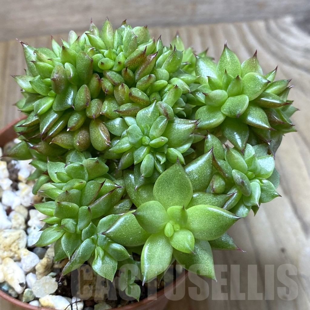 SHPR35199 Echeveria agavoides f. cristata