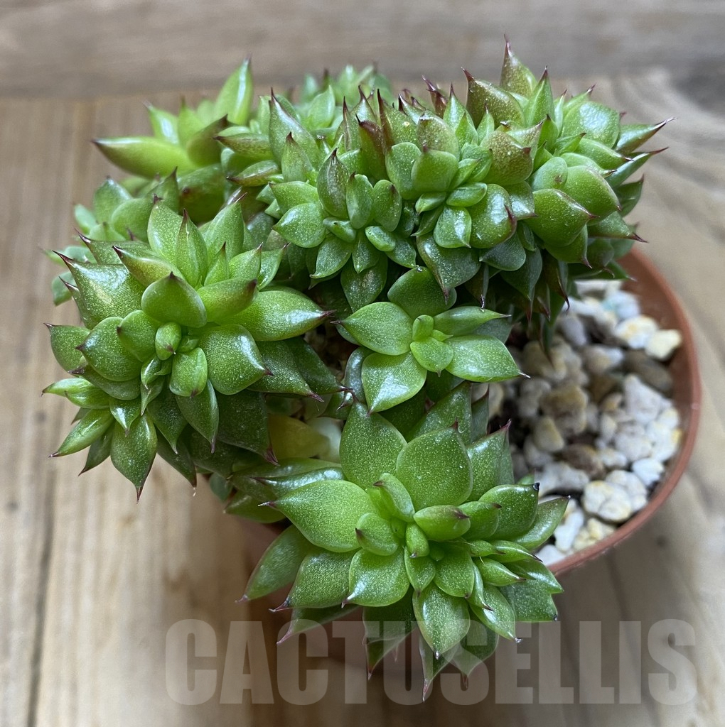 SHPR35199 Echeveria agavoides f. cristata - immagine 2