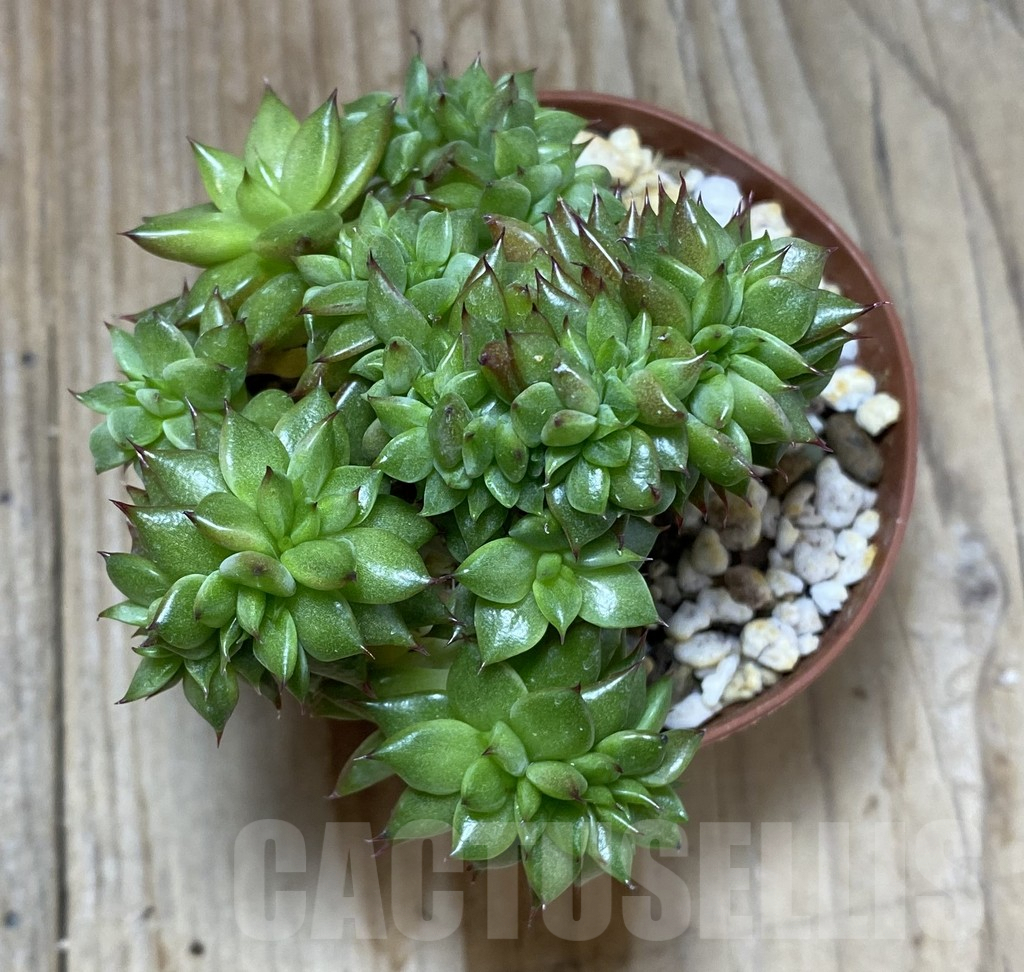 SHPR35199 Echeveria agavoides f. cristata - immagine 3