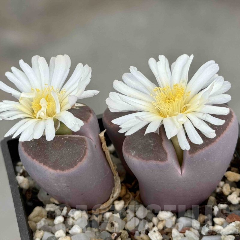 LOT741 50 SEEDS Lithops karasmontana ssp. bella 'Fenestrata' 2024