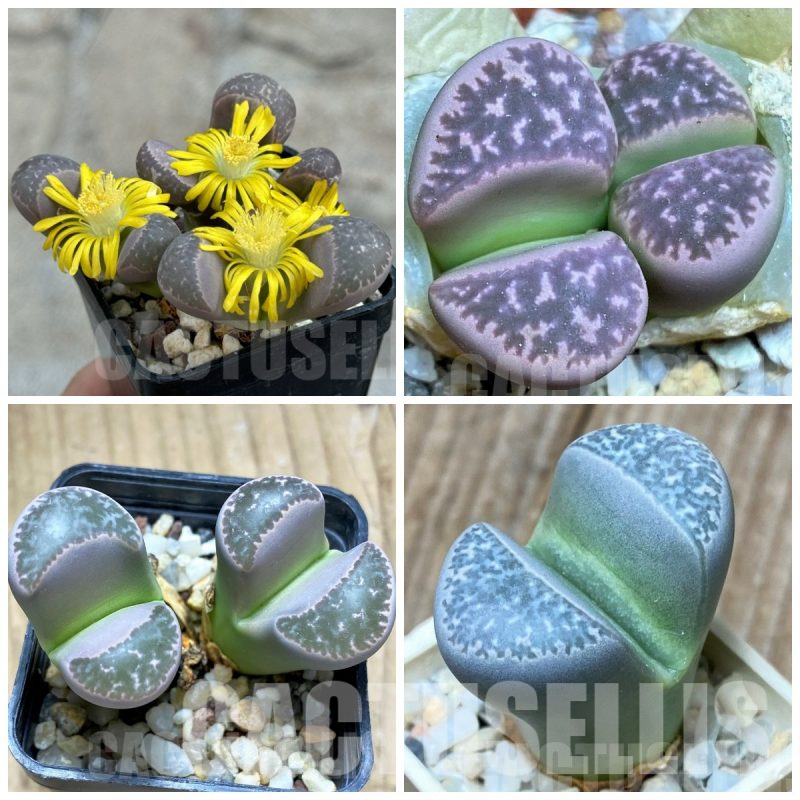 LOT744 50SEEDS Lithops naureeniae 2024