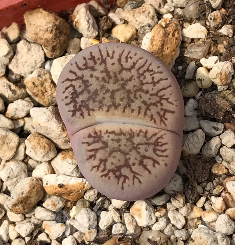 LOT745 50 SEEDS Lithops aucampiae subs. euniceae var. fluminalis C54, Harvest2024