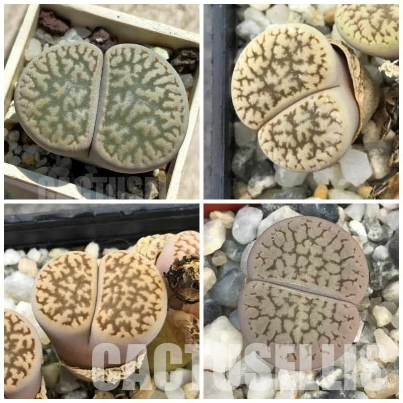 LOT748  20 SEEDS Lithops hookeri v. susannae C91, Harvest 2024