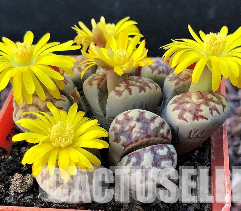 LOT75 100 SEEDS Lithops dorotheae, Harvest 2022