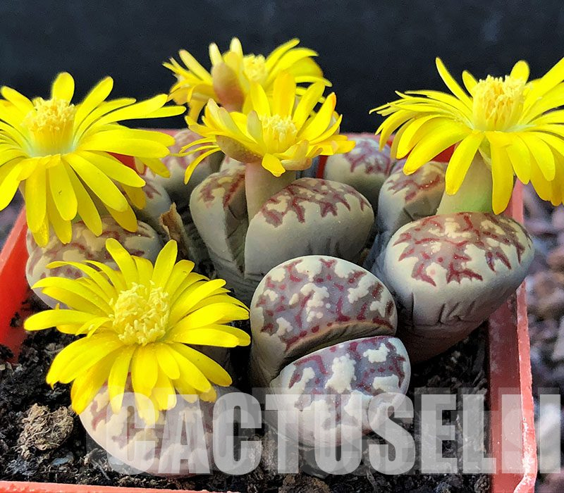 LOT75  100 SEEDS Lithops dorotheae, Harvest 2022