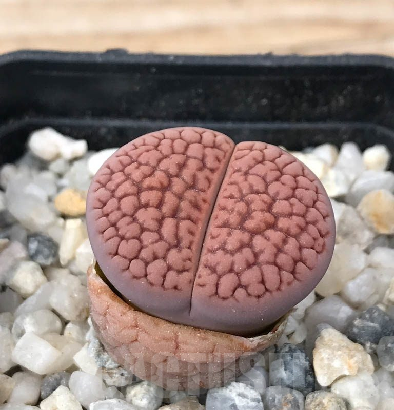 LOT88 20 SEEDS Lithops hookeri v. lutea, Harvest 2024