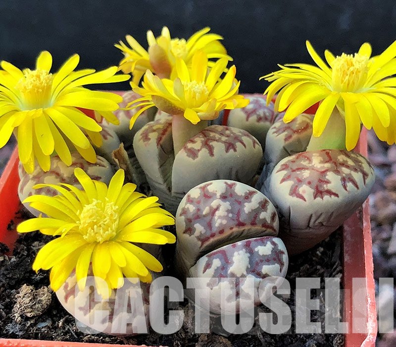 LOT739  50 SEEDS Lithops dorotheae, Harvest 2024