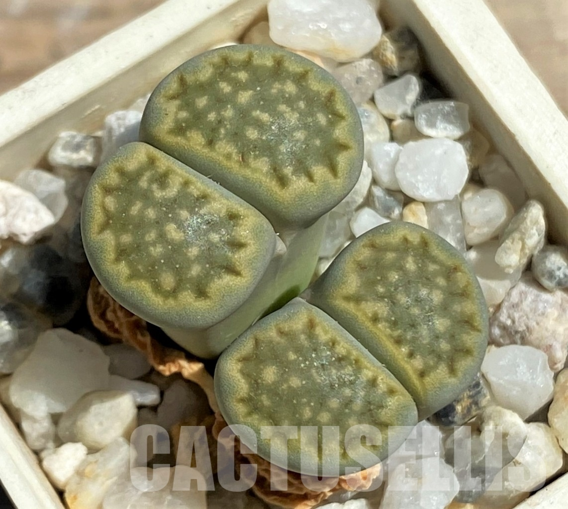 LOT743 20 SEEDS Lithops hallii 'Green Soapstone' 2024