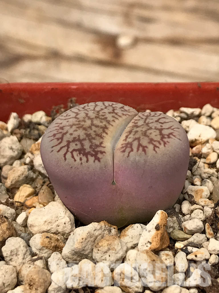 LOT745 50 SEEDS Lithops aucampiae subs. euniceae var. fluminalis C54, Harvest2024 - Image 2