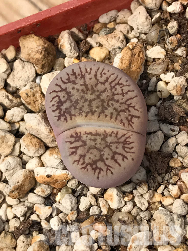 LOT745 50 SEEDS Lithops aucampiae subs. euniceae var. fluminalis C54, Harvest2024