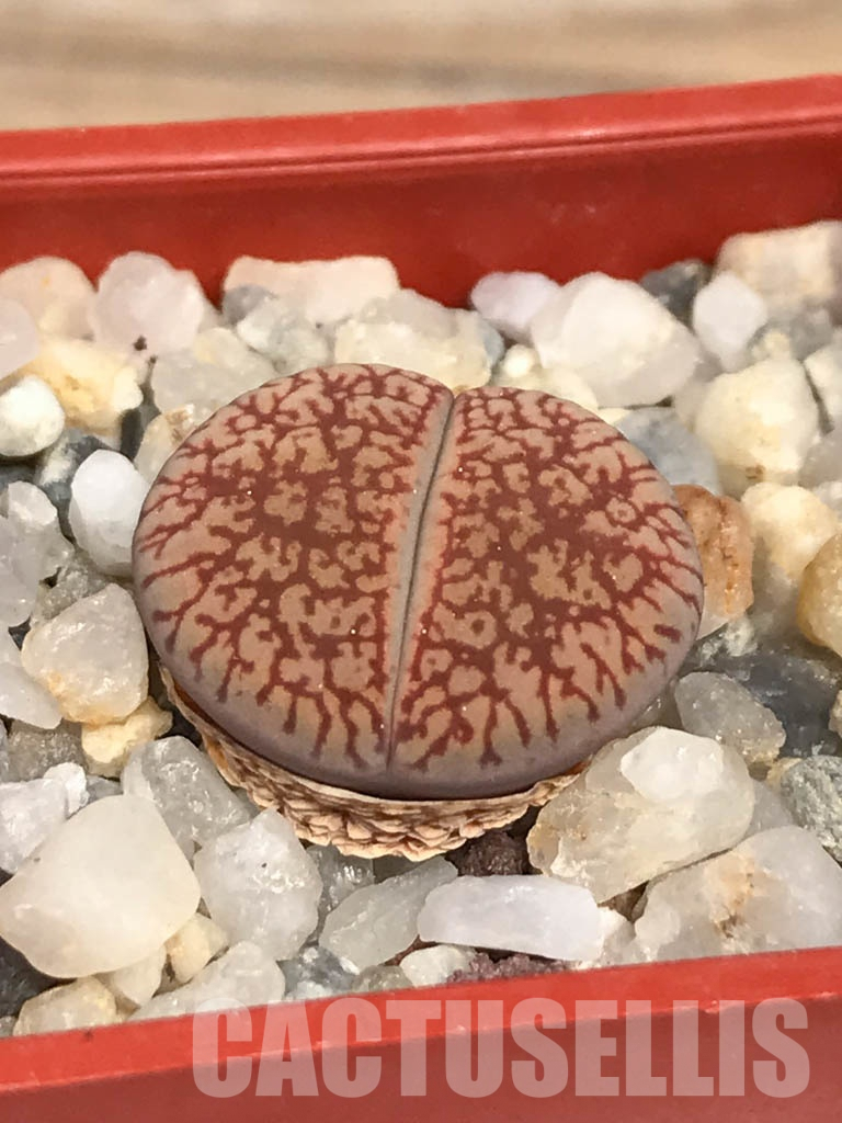 LOT738 20 SEEDS Lithops aucampiae ssp. euniceae v. euniceae C 048, Harvest 2024 - immagine 2