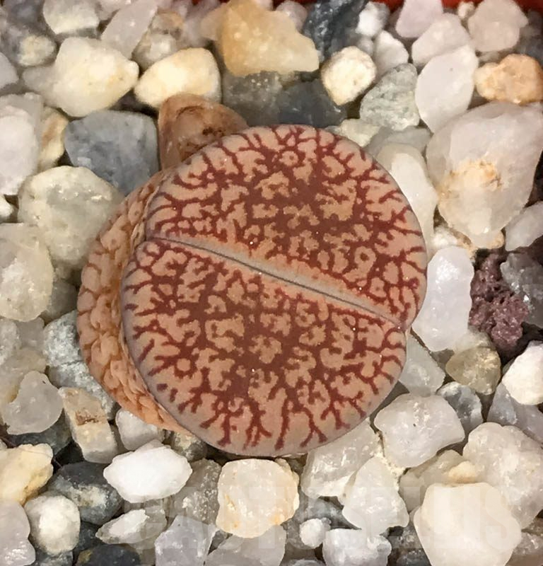 LOT738 20 SEEDS Lithops aucampiae ssp. euniceae v. euniceae C 048, Harvest 2024