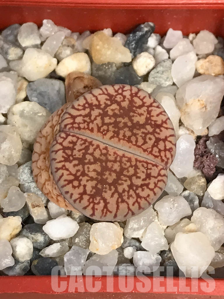 LOT738 20 SEEDS Lithops aucampiae ssp. euniceae v. euniceae C 048, Harvest 2024