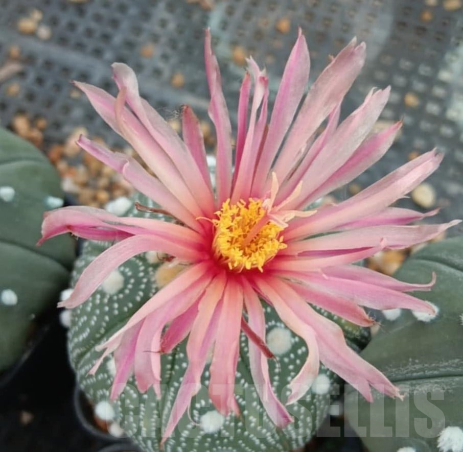 SHPR35397 Astrophytum asterias 'Shinshowa'