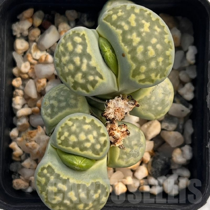 LOT700 50 SEEDS Lithops salicola `Malachite`  x Lithops julii `Fullergreen`  2024