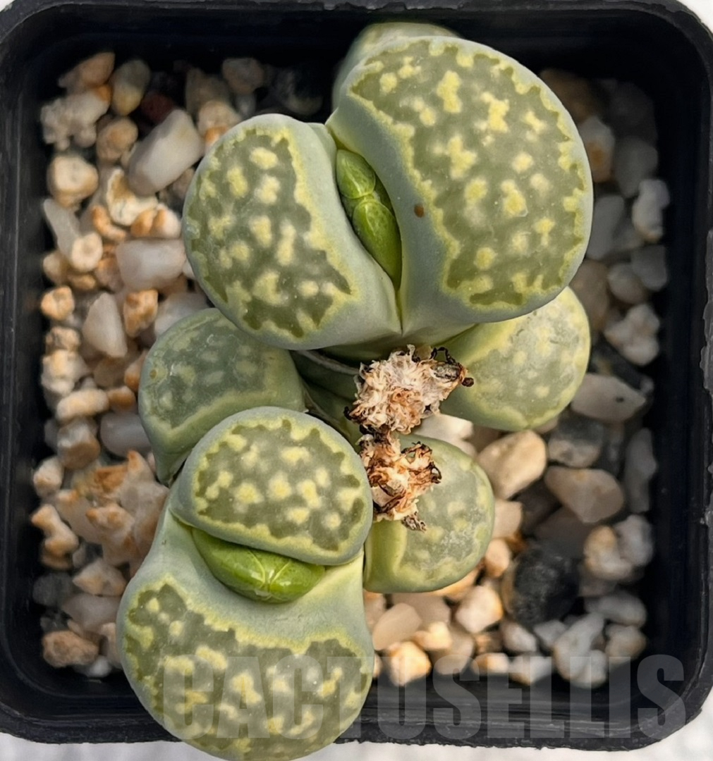 LOT700 50 SEEDS Lithops salicola `Malachite` x Lithops julii `Fullergreen` 2024