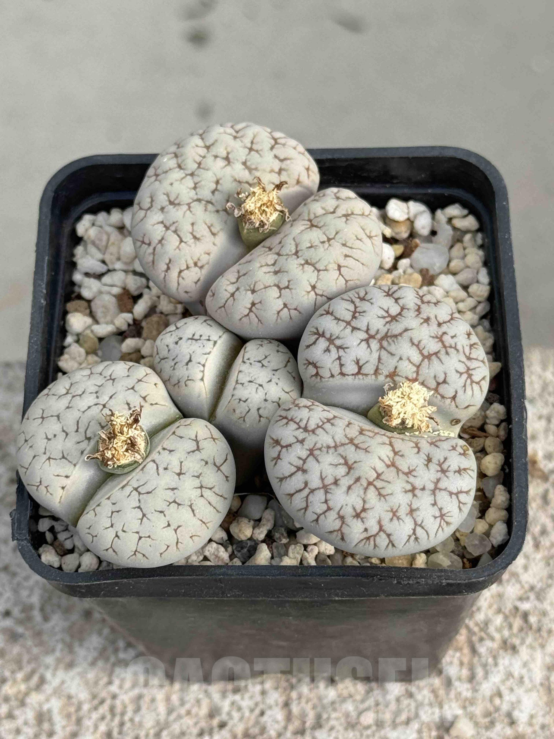 LOT742 20SEEDSLithops gracilidelineata ssp. gracilidelineata v. waldroniae 2024 - Image 2