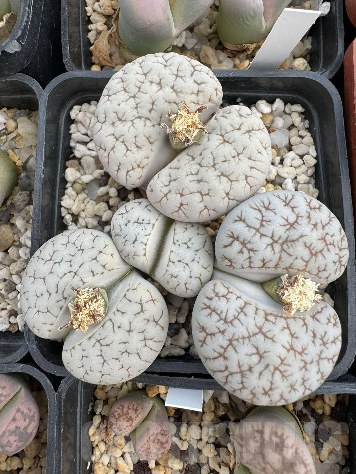 LOT742 20SEEDSLithops gracilidelineata ssp. gracilidelineata v. waldroniae 2024