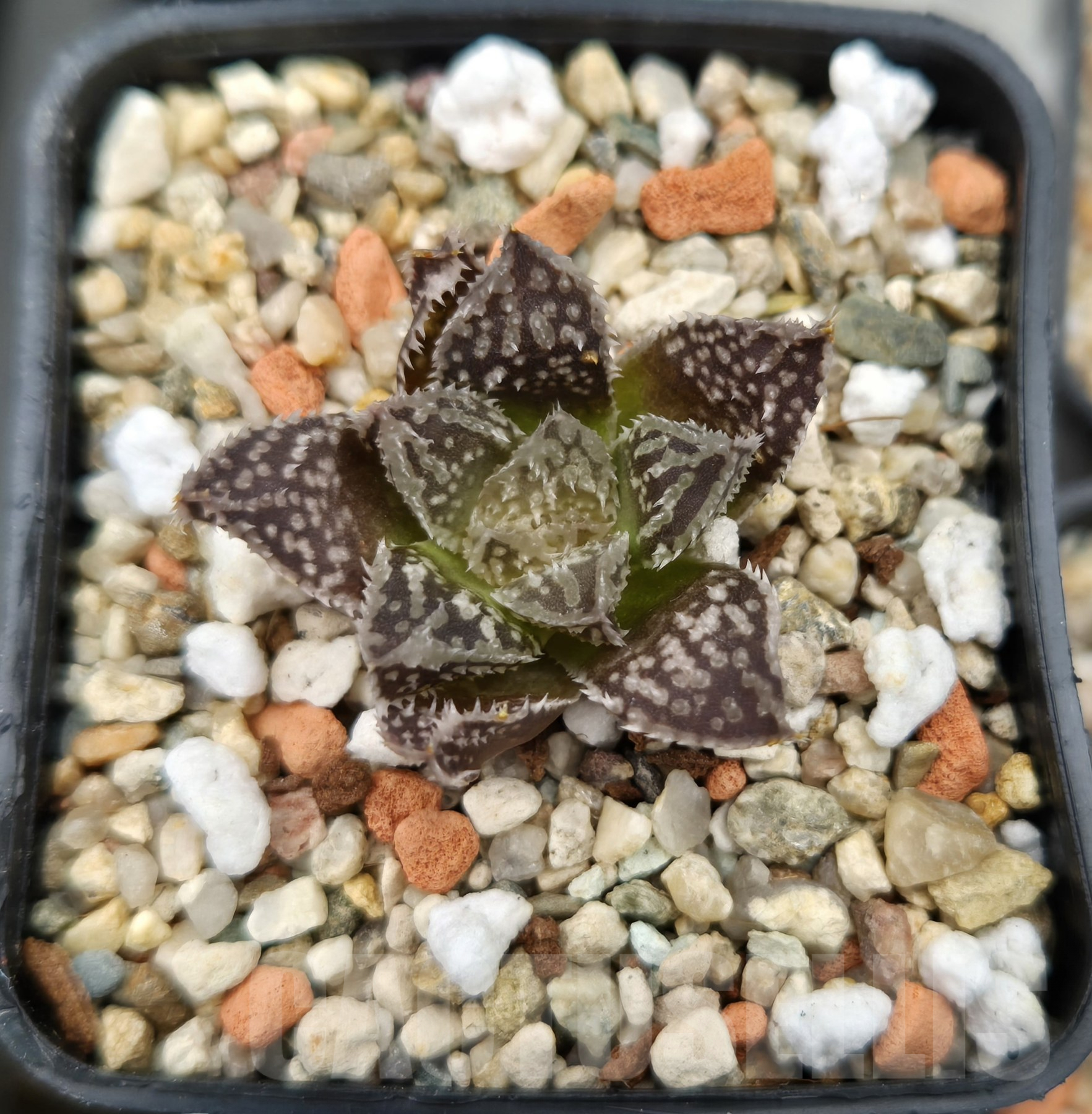 VVG34718 Haworthia 'Black Major' x 'Yulia' hybrid F2