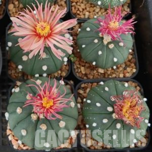 SHPR33778 Astrophytum asterias ‘Shinshowa’