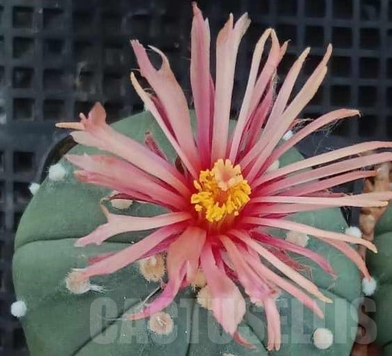 SHPR33777 Astrophytum asterias ‘Shinshowa’