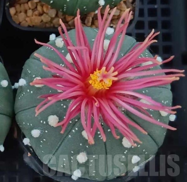 SHPR33776 Astrophytum asterias ‘Shinshowa’