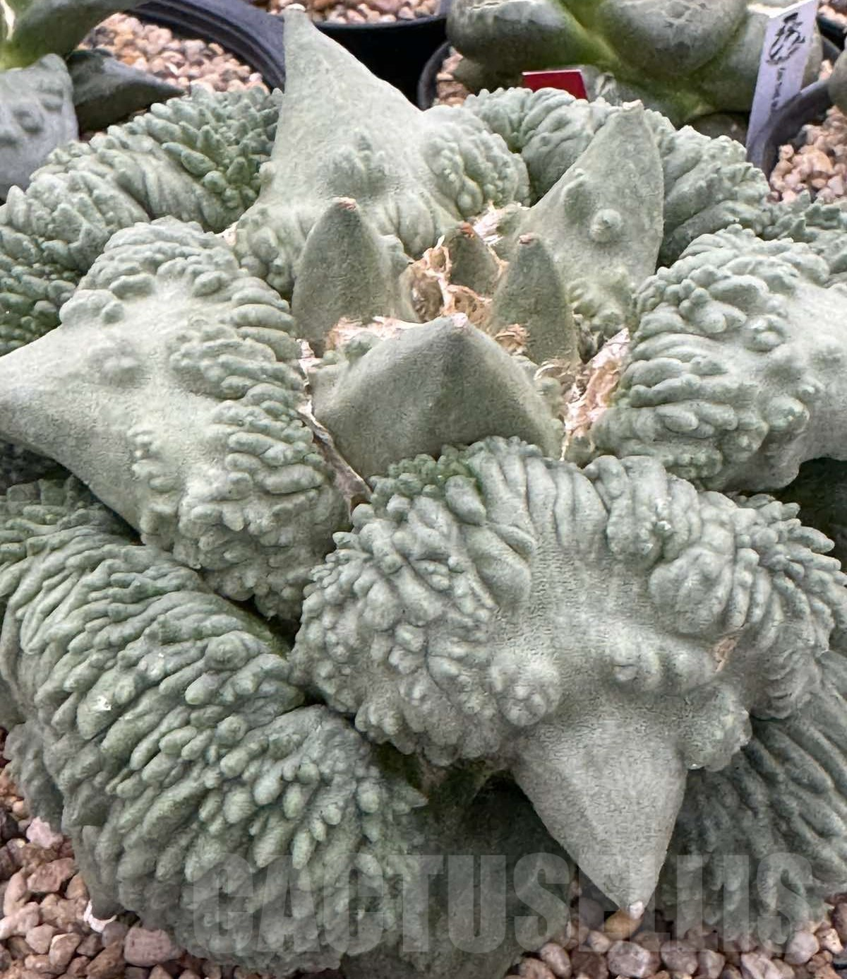 SHPR35874 Ariocarpus retusus 'Cauliflower' hybrid own roots, seedling