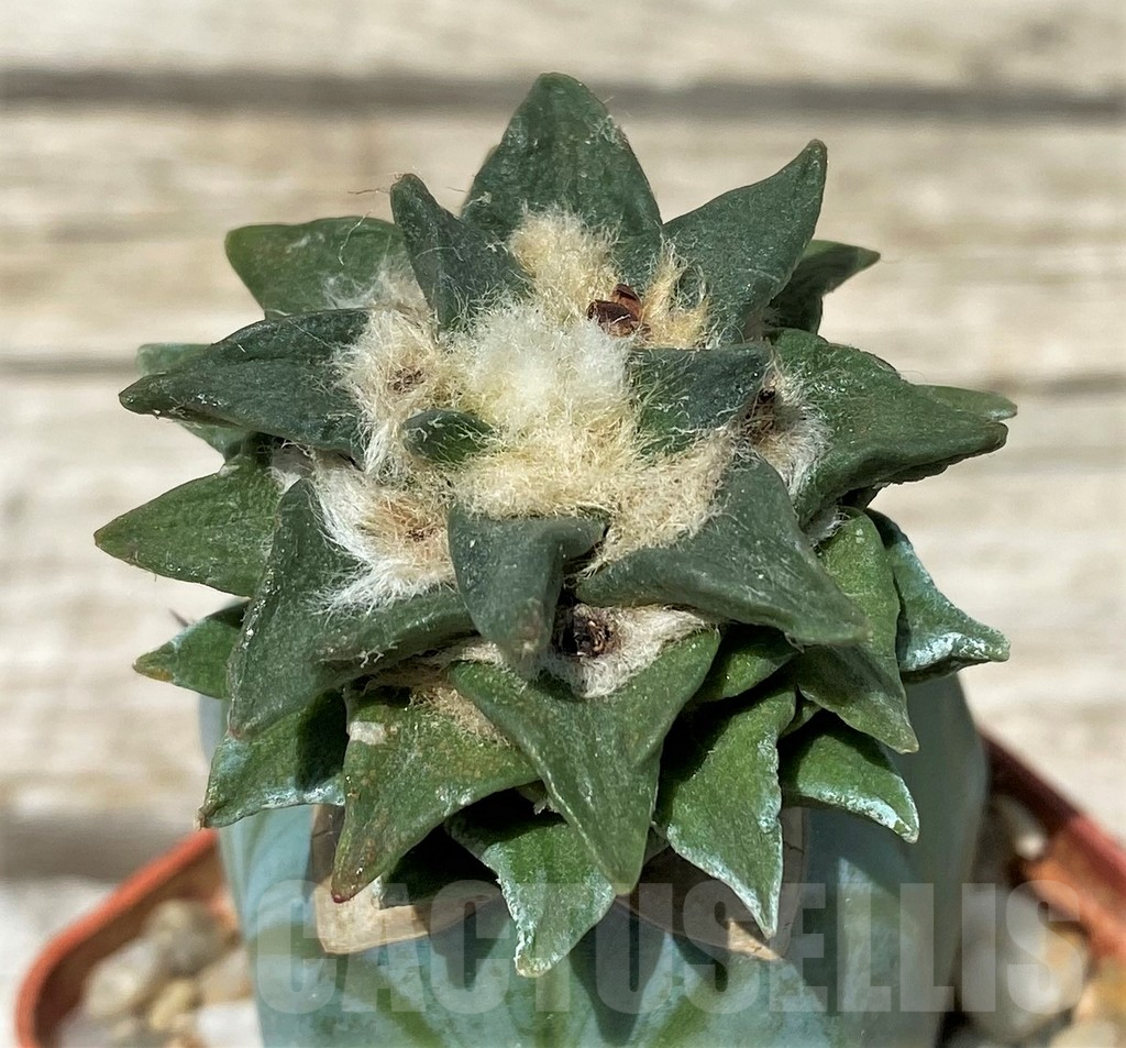 SH11257 Ariocarpus scapharostrus x kotschoubeyanus, grafted