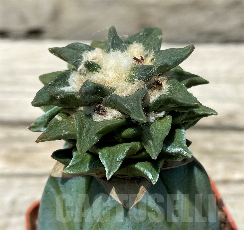 SH11257 Ariocarpus scapharostrus x kotschoubeyanus, grafted - Image 2