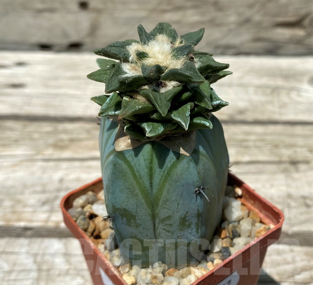 SH11257 Ariocarpus scapharostrus x kotschoubeyanus, grafted - Image 3