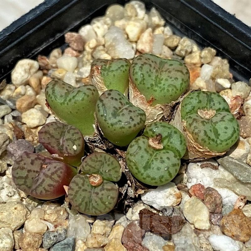SH11829 Conophytum obcordellum, seedling