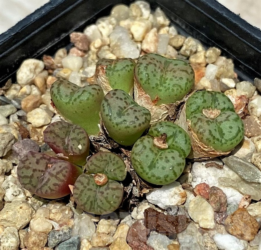 SH11829 Conophytum obcordellum, seedling