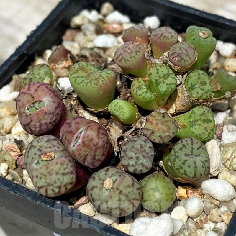 SH11831 Conophytum obcordellum mix, seedling