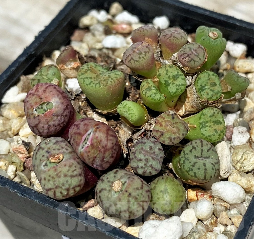 SH11831 Conophytum obcordellum mix, seedling