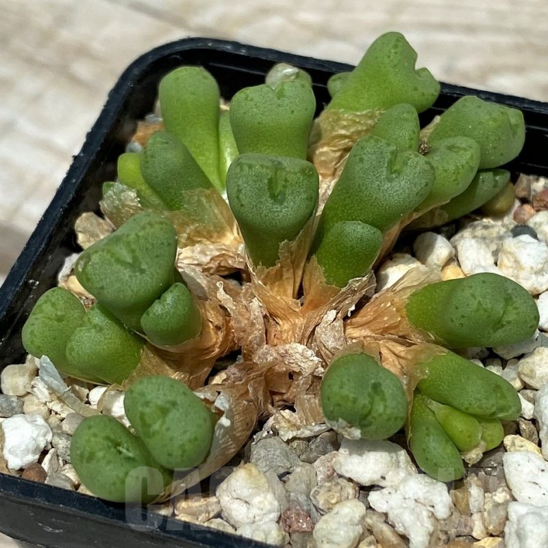 SH11833 Conophytum aff. minutum