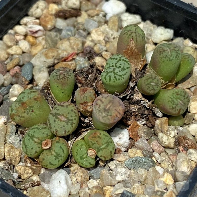 SH11834 Conophytum obcordellum mix, seedling