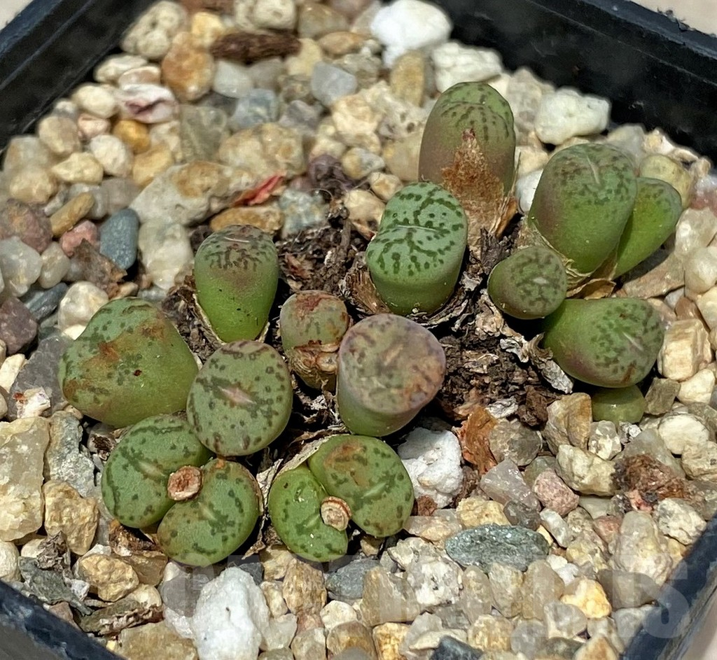 SH11834 Conophytum obcordellum mix, seedling