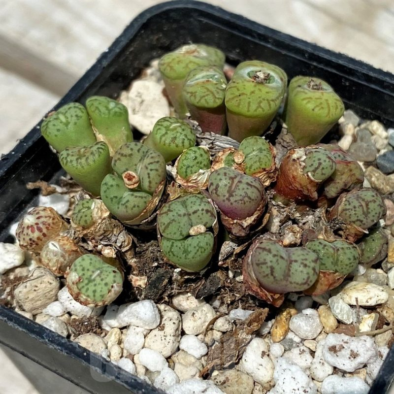 SH11821 Conophytum obcordellum mix, seedling