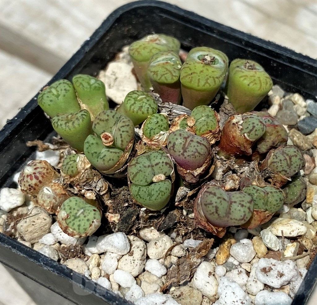 SH11821 Conophytum obcordellum mix, seedling