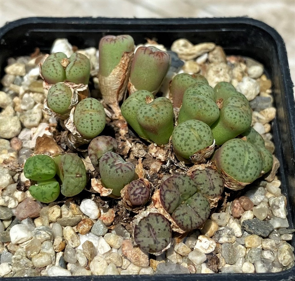 SH11822 Conophytum obcordellum mix, seedling