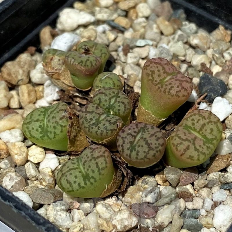 SH11828 Conophytum obcordellum mix, seedling