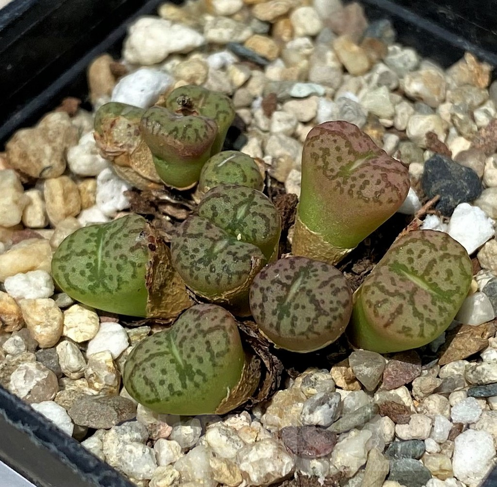 SH11828 Conophytum obcordellum mix, seedling