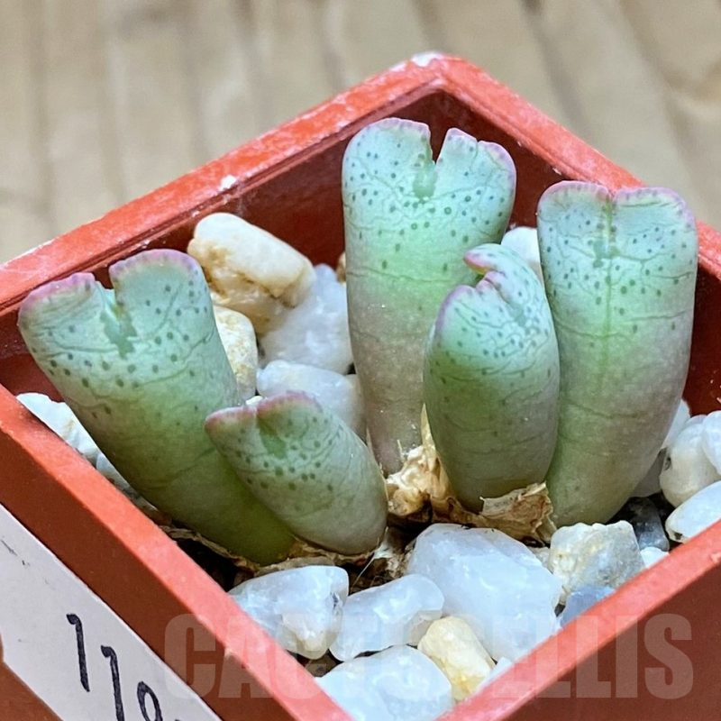 VVG11937 Conophytum taylorianum subs. ernianum -Zebrafontein- RV 1264