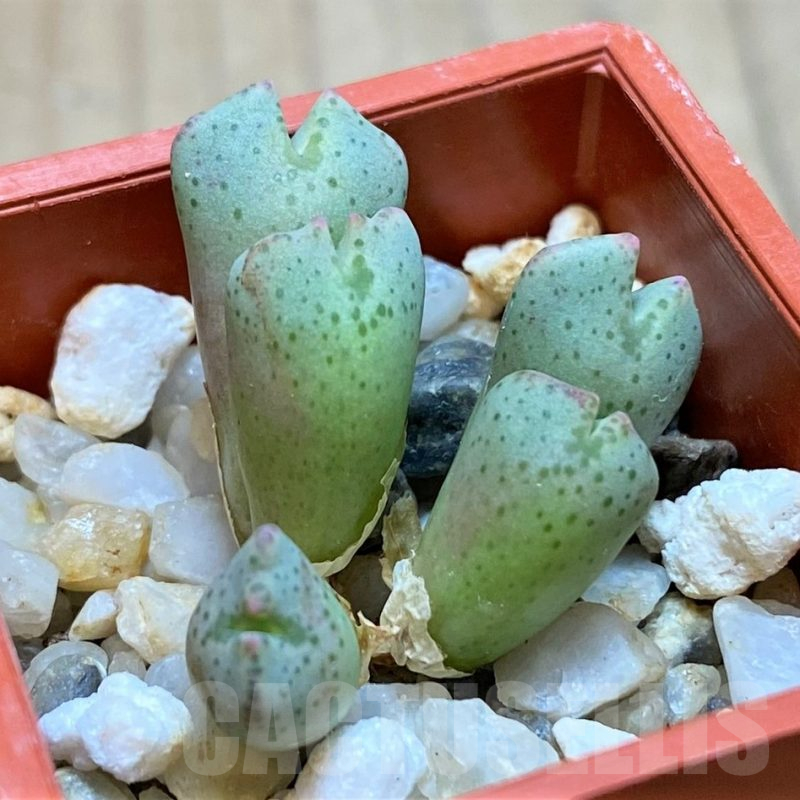 VVG11938 Conophytum taylorianum subs. ernianum -Zebrafontein- RV 1264