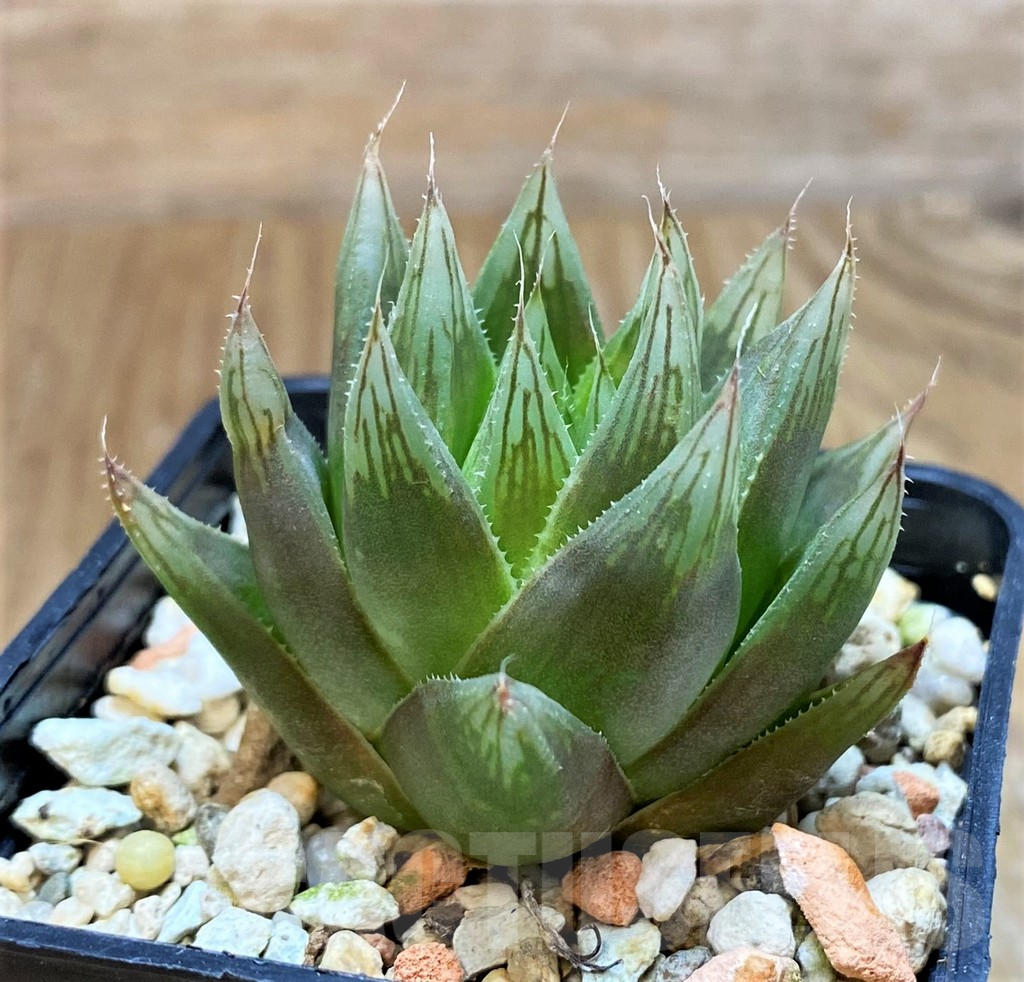VVG12020 Haworthia cooperi v. leightonii -Karoo Desert-