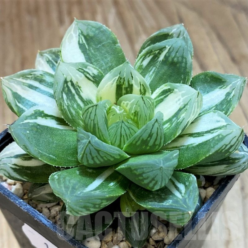 SH12023 Haworthia obtusa ‘Marin’ f. variegata