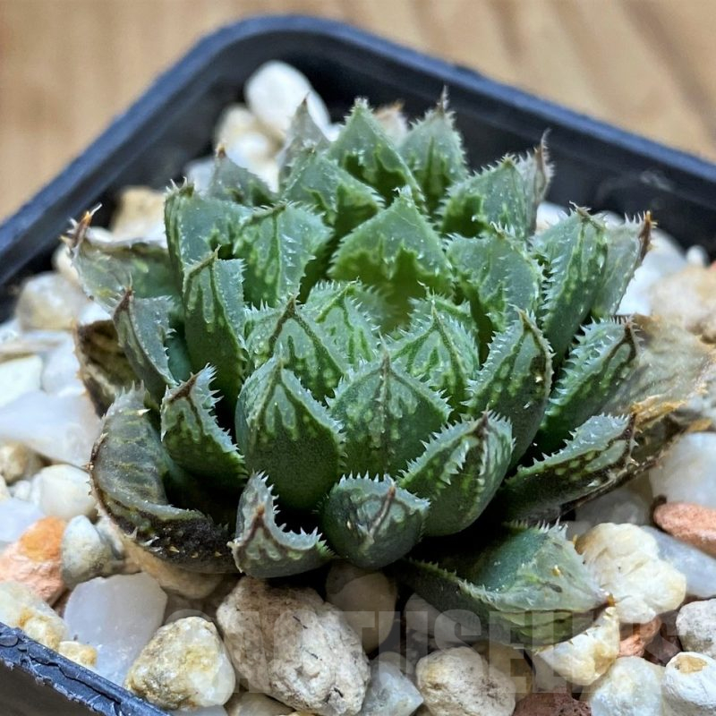 VVG12031 Haworthia ‘Kegazato’ x cooperi clon 21 x clon 22