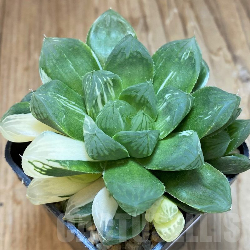 SH12038 Haworthia obtusa ‘Marin’ f. variegata