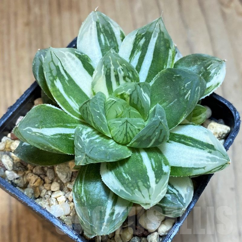 SH12039 Haworthia obtusa ‘Marin’ f. variegata