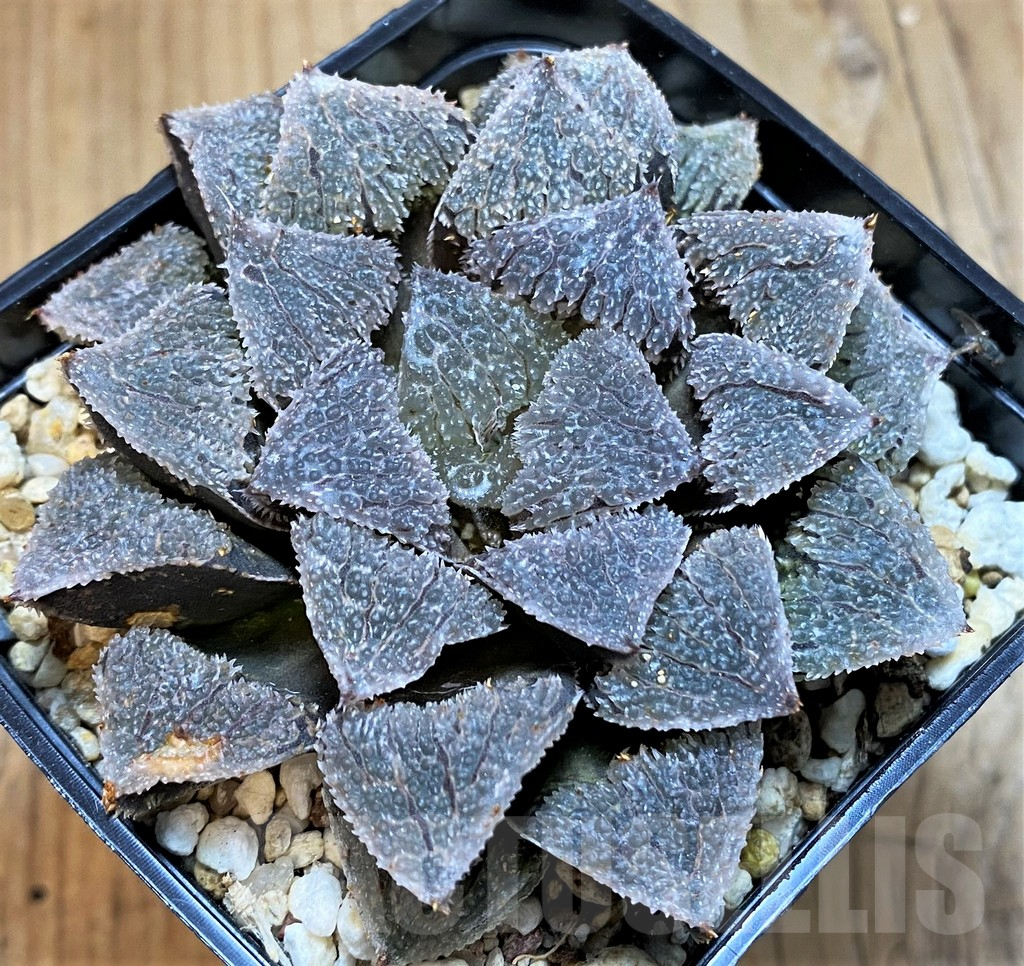 SH11987 Haworthia wimii 'Yoroi'